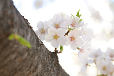 Low angle view of white blossoms against sky