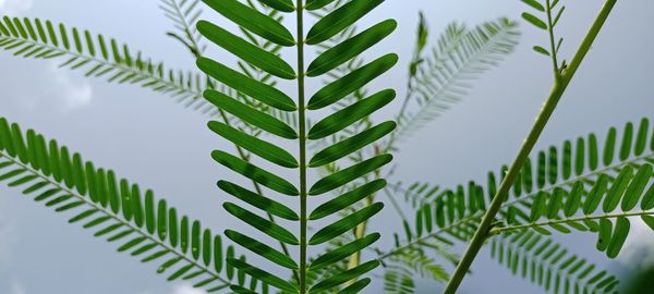 Low angle view of palm tree