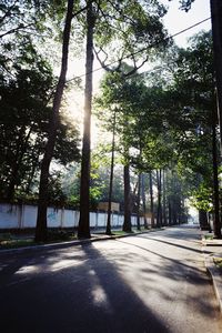 Trees along road