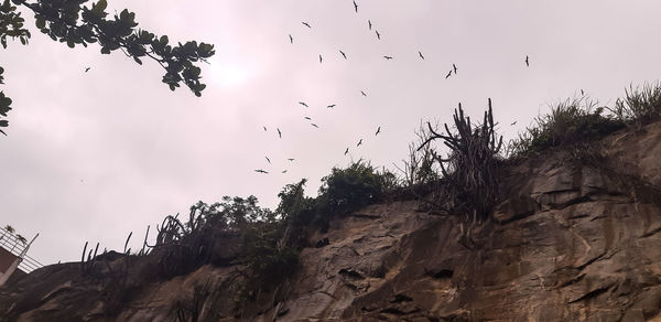 Low angle view of birds flying against sky