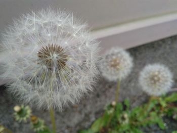 Close-up of dandelion against white wall