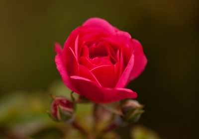 Close-up of pink rose blooming outdoors