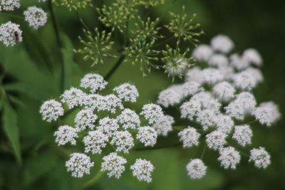 Close-up of cow parsnip blooming outdoors