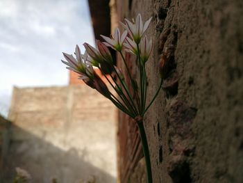 Close-up of potted plant against wall