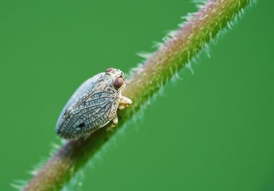 Close-up of insect on plant