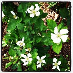 Close-up of white flowers