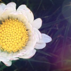 Close-up of pink flower blooming in garden
