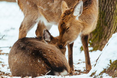 Two deer in a field