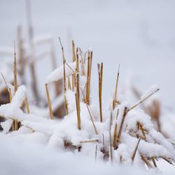 Close-up of frozen plant on snow covered field