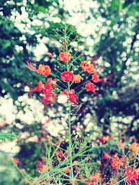 Close-up of red flowers blooming on tree
