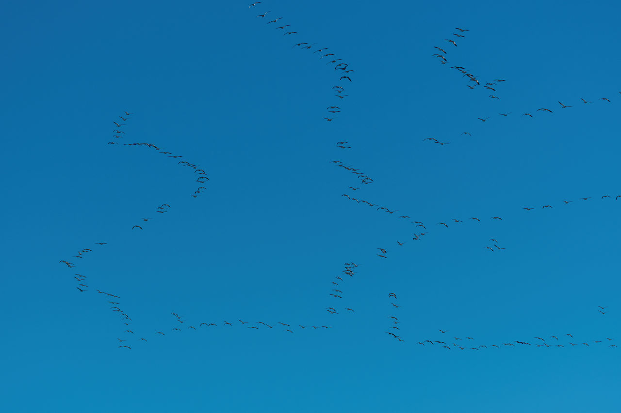 FLOCK OF BIRDS FLYING IN BLUE SKY