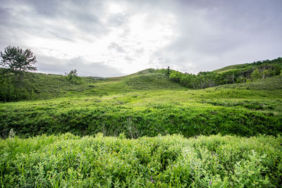 Scenic view of green landscape against sky