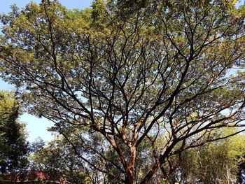 Low angle view of trees against sky