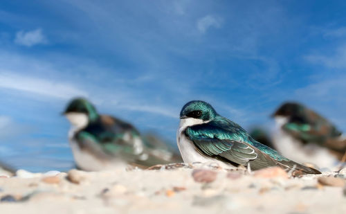 bird