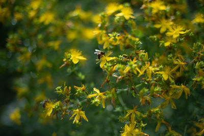 Close-up of bee pollinating on yellow flower