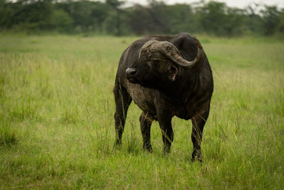 Cape buffalo stands in grass turning head