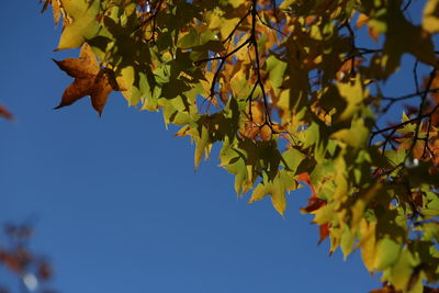 Low angle view of maple leaves against blue sky