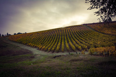 Scenic view of vineyard against sky during sunset