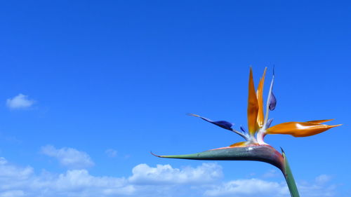 Low angle view of flowering plant against blue sky