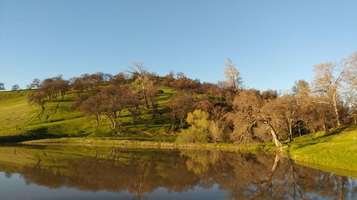 Reflection of trees in water against clear blue sky