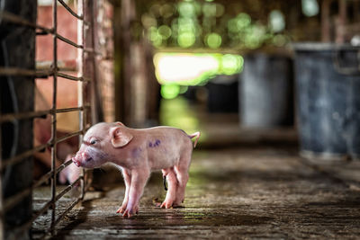 Piglet in pen