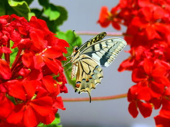 Close-up of butterfly pollinating on red flower