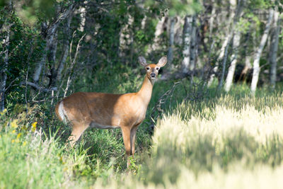 Deer standing in forest