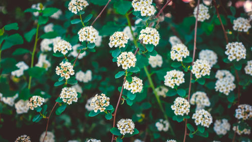 Close-up of white flowering plants