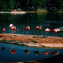 View of birds in water