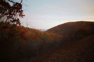 Scenic view of forest against sky during autumn