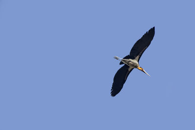 Bird flying against clear blue sky