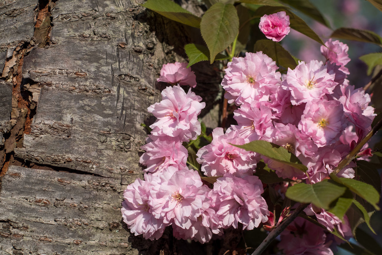 CLOSE-UP OF PINK ROSE FLOWER