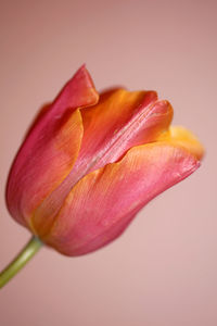 Close-up of pink rose flower