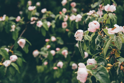 Close-up of pink flowers blooming outdoors