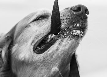 Close-up of dog against sky