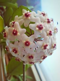 Close-up of white flowers growing outdoors