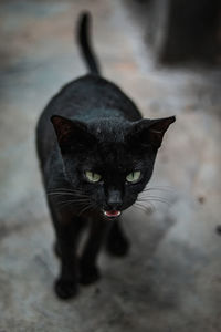 Close-up of black cat drinking water