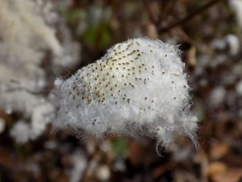 Close-up of white flower