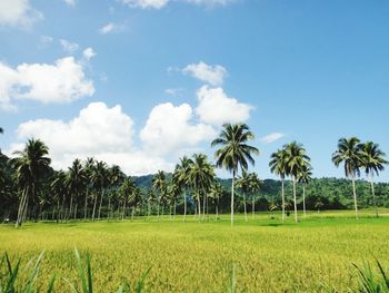 Scenic view of palm trees on field against sky