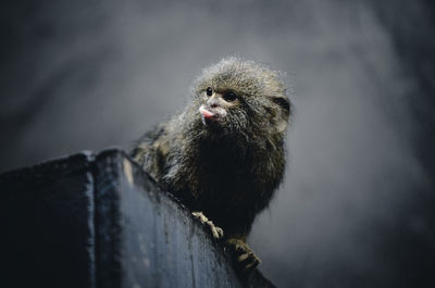 Monkey looking away on wall