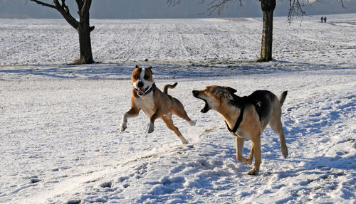 Dogs on snow covered land