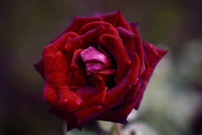 Close-up of red rose