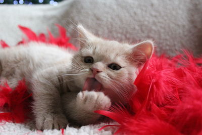 Close-up of british shorthair kitten with red feather boa on sofa