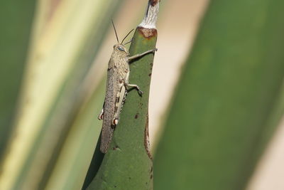 Egyptian locust