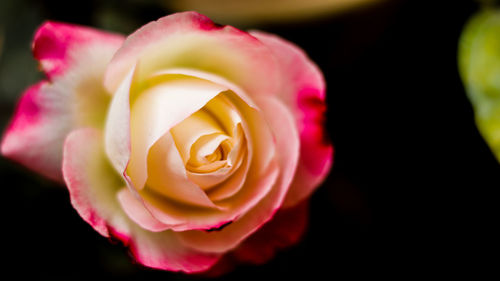 Close-up of pink rose