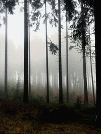 Trees in forest