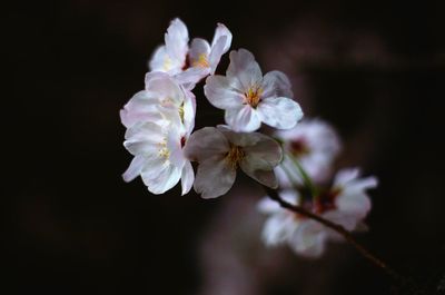 Close-up of white flowers