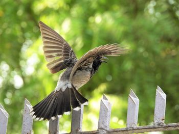 Bird flying over wooden post