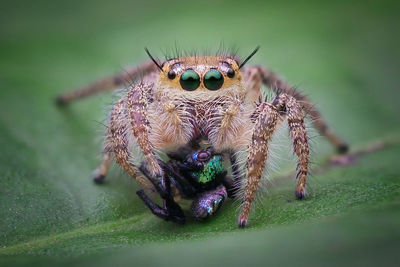 Close-up of spiders on leaf