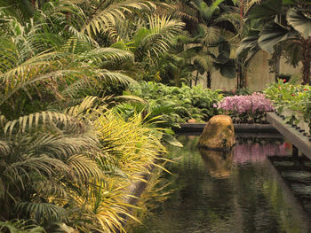 View of palm tree by lake